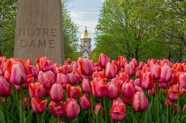 Entrance to the University with red and pink tulips in the foreground and the golden dome centered in the background.