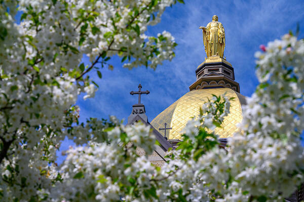 Notre Dame's golden dome surrounded by white flowers on a tree.